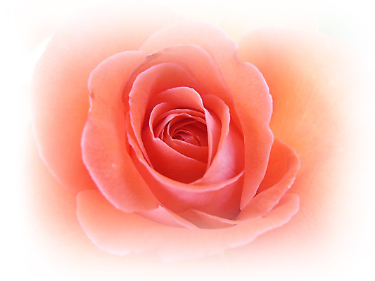 포토 JPG 해외이미지 식물 1 꽃잎 꽃 분홍색 결혼 자연 사랑 사람없음 빨간색 컬러풀 장미 벚꽃 개화 닫기 싱글 내추럴 영원 접기 해외202004 해외포토 감정 컬러 모션 이벤트 생태계 파일형식 이미지허브