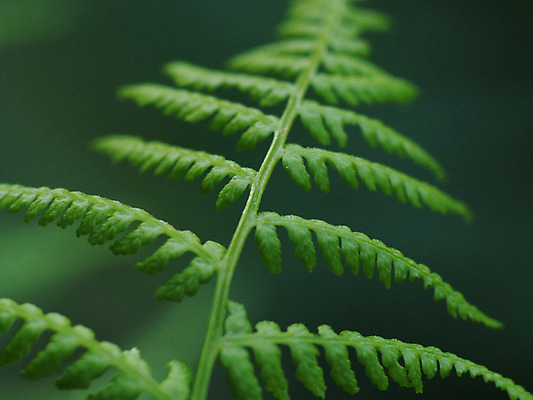 포토 JPG 해외이미지 나무 식물 계절 공원 백그라운드 잎 패턴 자연 벽지 추상 왕관 사람없음 야외 목재 초록색 여름 컬러풀 햇빛 노란색 새싹 평화 환경 봄 카펫 티켓 정상 숲 두루마리 타일 질감 내추럴 해외202004 해외포토 공공시설 컬러 컨셉 무늬 재료 태양 생태계 파일형식 이미지허브