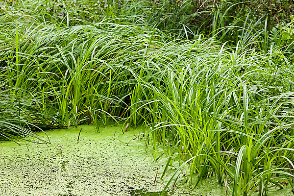 포토 JPG 해외이미지 식물 외관 호수 자연 사람없음 야외 초록색 물 계곡 체코 프라하 내추럴 보헤미아 해외202004 해외포토 자연요소 유럽 컬러 생태계 파일형식 이미지허브