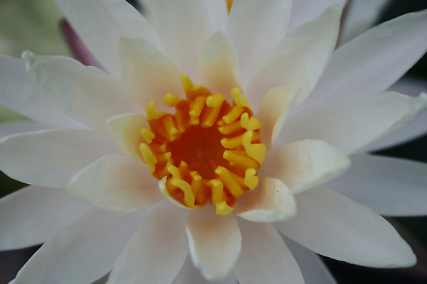 포토 JPG 해외이미지 식물 꽃 호수 백그라운드 자연 연꽃 사람없음 초록색 물 여름 노란색 벚꽃 흰색 연못 개화 내추럴 해외202004 해외포토 자연요소 계절 컬러 생태계 파일형식 이미지허브