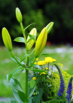 포토 JPG 해외이미지 꽃 사람없음 장미 튤립 흰색 애도 추모 해외202004 해외포토 식물 컬러 파일형식 이미지허브