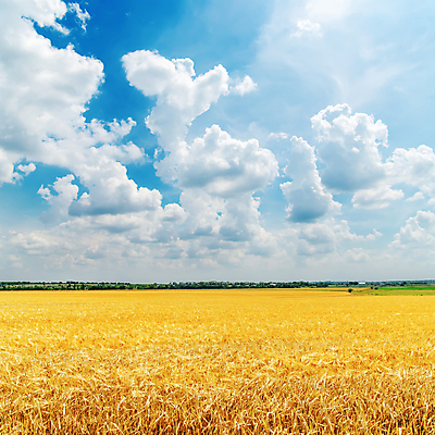 포토 JPG 해외이미지 주간 농업 하늘 풍경 사람없음 야외 농작물 농사 밀 보리 보리밭 밀밭 해외202004 해외포토 자연요소 산업 밭 곡류 파일형식 이미지허브