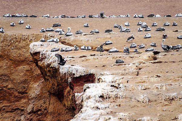 포토 JPG 해외이미지 식물 동물 공원 야생동물 바다 섬 여행 날개 자연 갈매기 조류 풍경 사람없음 야외 파란색 컬러풀 검은색 미국 흰색 그룹 펠리컨 부리 태평양 남쪽 내추럴 무료 식민지 전국 페루 많음 해외202004 해외포토 공공시설 컬러 컨셉 북아메리카 남아메리카 방향 생태계 파일형식 이미지허브