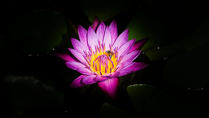 포토 JPG 해외이미지 식물 꽃잎 꽃 종교 줄기 잎 우산 자연 동양인 사람없음 초록색 물 평화 정원 고요 봄 젖음 벚꽃 연못 원형 개화 순수 신성 꼬투리 해외202004 해외포토 자연요소 도형 계절 컬러 컨셉 인종 생태계 파일형식 이미지허브