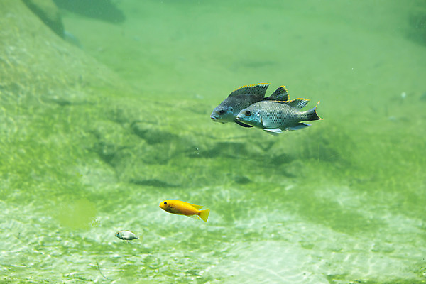 포토 JPG 해외이미지 동물 야생동물 바다 과학 여행 백그라운드 자연 생물 따뜻함 저울 종류 어류 사람없음 물 강 컬러풀 평화 환경 바닷속 수중 수영 보호 생태계 꼬리 지느러미 수영선수 수족관 서식지 리빙 동물상 민물 생태학 아열대 이국적 해외202004 해외포토 자연요소 교육 컬러 컨셉 운동선수 조형물 수중동물 수상스포츠 파일형식 이미지허브