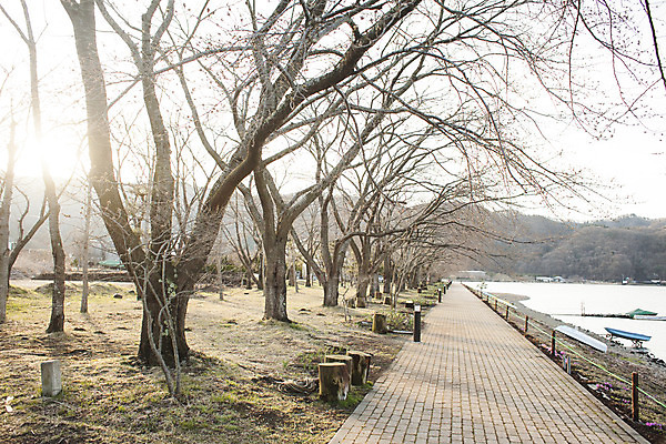 포토 JPG 해외이미지 나무 공원 아시아 도로 호수 분홍색 여행 자동차 자연 하늘 휴가 휴식 산 거리 동양인 풍경 사람없음 야외 물 파란색 강 반사 일본 봄 흰색 고속도로 터널 속도 오르기 후지산 절정 해외202004 해외포토 자연요소 식물 계절 공공시설 나라 길 육상교통 컬러 컨셉 교통시설 모션 인종 세계문화유산 생태계 파일형식 이미지허브