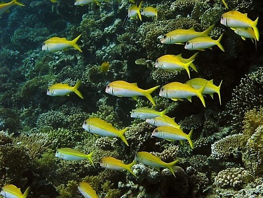 포토 JPG 해외이미지 식물 동물 야생동물 자연 표면 어류 사람없음 물 반사 수중 투명 스노클링 산호 잠수부 다이빙 암초 동물상 해외202004 해외포토 자연요소 조형물 수영 수중동물 수상스포츠 자포동물 전문직 생태계 수중스포츠 파일형식 이미지허브