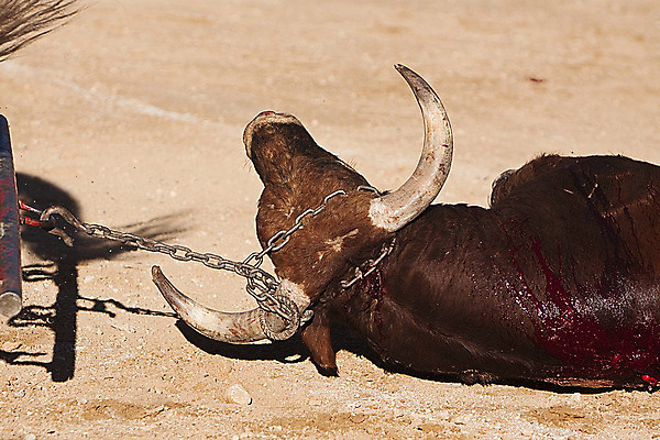 포토 JPG 해외이미지 동물 전통 문화 사람없음 축제 공연 용기 자신감 위험 망토 황소 싸움 민화 스페인어 투우장 해외202004 해외포토 그릇 감정 컨셉 모션 이벤트 소 그림 투우 파일형식 이미지허브