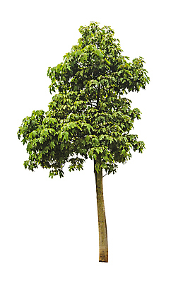 포토 JPG 해외이미지 나무 식물 백그라운드 잎 자연 사람없음 목재 장식 초록색 성장 덮개 흰색 싱글 고립 생태학 해외202004 해외포토 교육 컬러 재료 뚜껑 생태계 파일형식 이미지허브