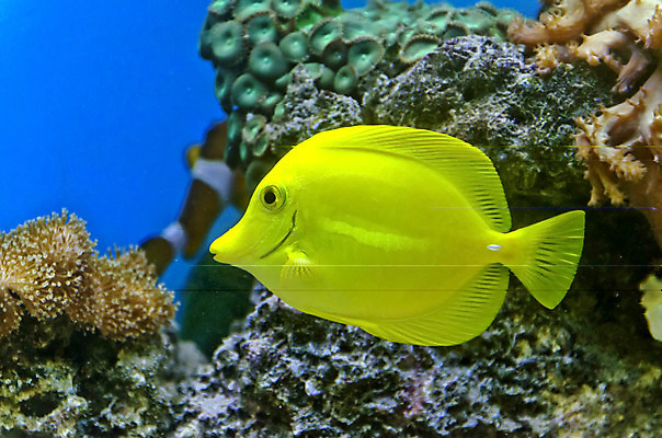 포토 JPG 해외이미지 동물 야생동물 바다 여행 자연 어류 사람없음 초록색 물 파란색 컬러풀 갈색 노란색 흰색 그룹 황금 산호 수집 다이빙 질감 암초 수족관 소금물 식민지 이국적 침몰 해외202004 해외포토 자연요소 컬러 수영 수중동물 자포동물 생태계 수중스포츠 파일형식 이미지허브