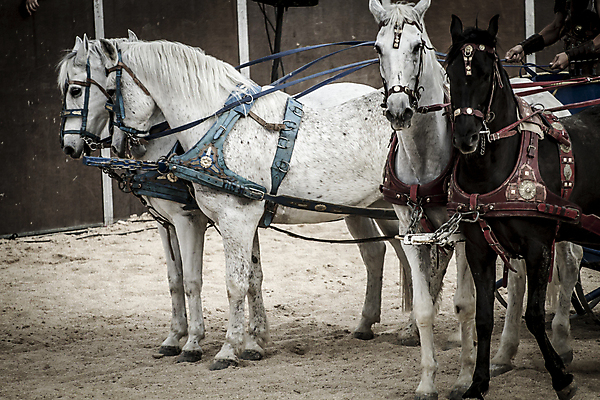 포토 JPG 해외이미지 남자 포즈 근육 사람 사람없음 야외 힘 경쟁 카트 게임 죽음 뜨거움 수비 당기기 칼 결심 로마 충돌 싸움 전쟁 근육질 쇼 마차 육군 병정 전사 로마인 어려움 요르단 제국 채찍 시저 검투사 선두 해외202004 해외포토 직업 교통수단 컨셉 중동 모션 놀이 군대 인종 이탈리아 몸매 정치가 파일형식 이미지허브