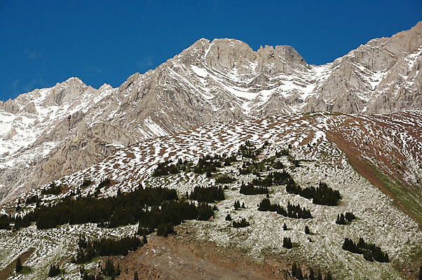 포토 JPG 해외이미지 나무 하늘 산 사람없음 초록색 파란색 폭설 로키산맥 해외202004 해외포토 식물 컬러 눈_날씨 자연재해 파일형식 이미지허브