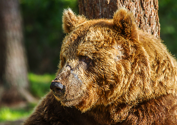 포토 JPG 해외이미지 나무 동물 응시 야생동물 곰 포유류 자연 털 사람없음 야외 여름 갈색 숲 위험 큼 육식동물 해외202004 해외포토 식물 시선 계절 컬러 컨셉 크기 생태계 파일형식 이미지허브