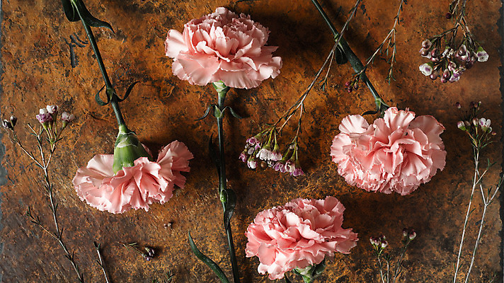 포토 JPG 해외이미지 식물 꽃잎 꽃 줄기 분홍색 잎 자연 탁자 사람없음 가로 갈색 보라색 봄 벚꽃 흰색 오픈 우아함 작음 큼 다발 카네이션 향기 아로마 향 구성 취급주의 많음 세련 해외202004 해외포토 계절 컬러 가구 컨셉 경고 크기 생태계 냄새 파일형식 이미지허브