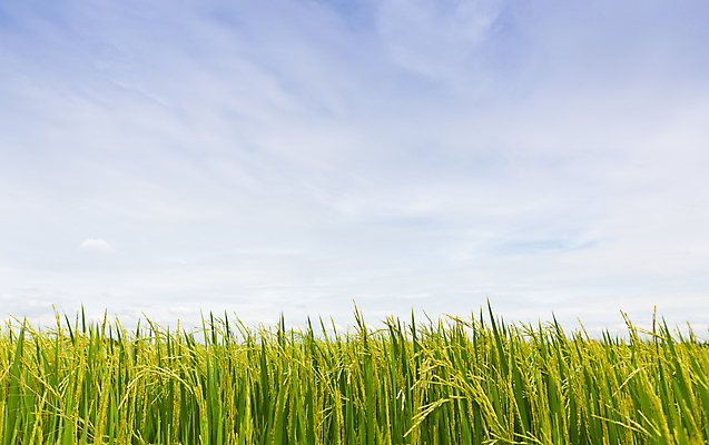 포토 JPG 해외이미지 전통 계절 공원 아시아 문화 음식 잎 농업 태국 자연 밥 동양인 풍경 잔디 사람없음 야외 초록색 여름 농작물 햇빛 태양 농장 농경지 수확 시골 신선 황금 농부 낟알 시리얼 유기농 동쪽 논밭 루트 밭일 해외202004 해외포토 자연요소 식물 직업 웰빙 공공시설 나라 산업 컬러 밭 논 인종 방향 생태계 파일형식 이미지허브