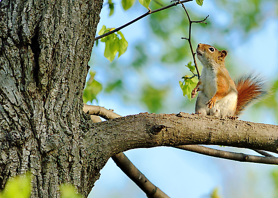 포토 JPG 해외이미지 동물 야생동물 포유류 자연 사람없음 야외 설치류 숲 다람쥐 동물상 해외202004 해외포토 조형물 생태계 파일형식 이미지허브