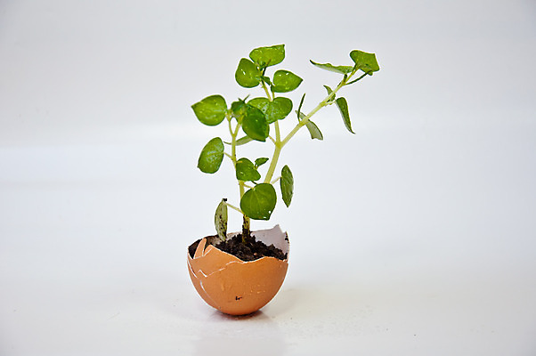 포토 JPG 해외이미지 나무 식물 지구 음식 잎 농업 부분 자연 아이디어 실내 사람없음 내부 초록색 정원 계란 치킨 흙 봄 성장 껍질 흰색 작음 심볼 그림 개발 돌봄 모종 해외202004 해외포토 계절 산업 컬러 컨셉 모션 알 크기 생태계 닭고기요리 파일형식 이미지허브