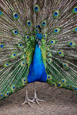 포토 JPG 해외이미지 동물 한마리 야생동물 자연 조류 사람없음 가로 컬러풀 활발 공작 깃털 꿩 해외202004 해외포토 1 컬러 컨셉 생태계 파일형식 이미지허브