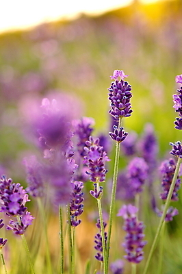 포토 JPG 해외이미지 식물 꽃 백그라운드 꽃무늬 밭 농업 자연 풍경 사람없음 초록색 여름 파란색 컬러풀 약 농장 정원 보라색 봄 벚꽃 시골 허브 제비꽃 향수 향기 냄새 아로마 라벤더 내추럴 해외202004 해외포토 계절 산업 컬러 무늬 의학 화장품 생태계 파일형식 이미지허브
