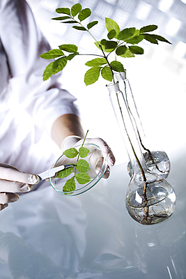 포토 JPG 해외이미지 식물 여자 실내 실험 한명 들기 상반신 성인 앞모습 액체 화학 실험실 플라스크 흰배경 비커 핀셋 화학실험 샬레 성인여자한명만 해외202004 해외포토 1 뷰포인트 과학 백그라운드 모션 실험기구 사람 내부 흰색 도구 여자한명만 성인여자만 파일형식 이미지허브