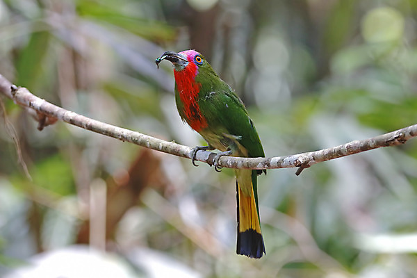 포토 JPG 해외이미지 나무 동물 여자 남자 아시아 얼굴 야생동물 곤충 백그라운드 날개 자연 조류 수염 사람없음 야외 목재 가로 빨간색 초록색 컬러풀 머리 환경 나뭇가지 막대기 닫기 숲 깃털 꼬리 부리 서식지 생태학 이국적 해외202004 해외포토 식물 교육 나라 컬러 재료 모션 사람 신체부위 생태계 파일형식 이미지허브