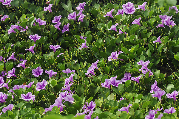 포토 JPG 해외이미지 꽃 백그라운드 잔디 사람없음 초록색 정원 보라색 허브 내추럴 해외202004 해외포토 식물 컬러 파일형식 이미지허브