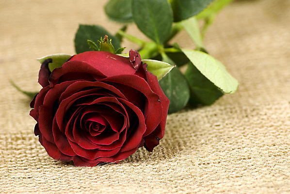 포토 JPG 해외이미지 식물 기념일 꽃잎 꽃 꽃다발 결혼 백그라운드 꽃무늬 자연 결혼식 휴가 기념 발렌타인데이 선물 사랑 사람없음 빨간색 장미 갈색 쌓기 벚꽃 직물 신선 닫기 다발 꽃집 심볼 내추럴 옛날 진짜 해외202004 해외포토 감정 컬러 무늬 모션 데이이벤트 이벤트 상점 생태계 파일형식 이미지허브