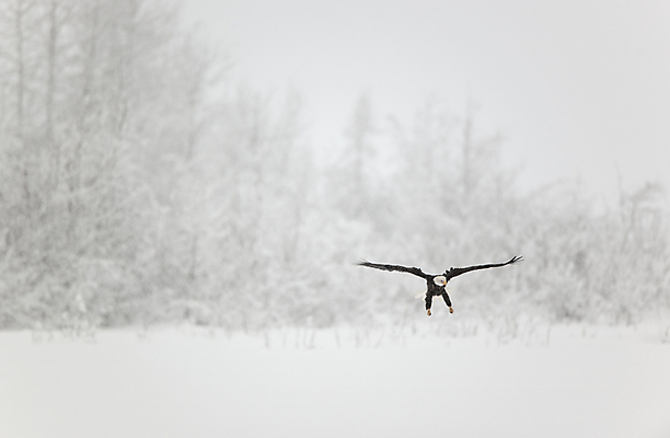 포토 JPG 해외이미지 동물 야생동물 백그라운드 날개 자연 조류 하늘 사람없음 야외 파란색 갈색 머리 검은색 미국 자유 흰색 비행 큼 자르기 심볼 깃털 사인 속도 부리 독수리 육식동물 대머리 사냥꾼 알래스카 무료 해외202004 해외포토 직업 헤어스타일 컬러 컨셉 북아메리카 모션 신체부위 크기 생태계 파일형식 이미지허브