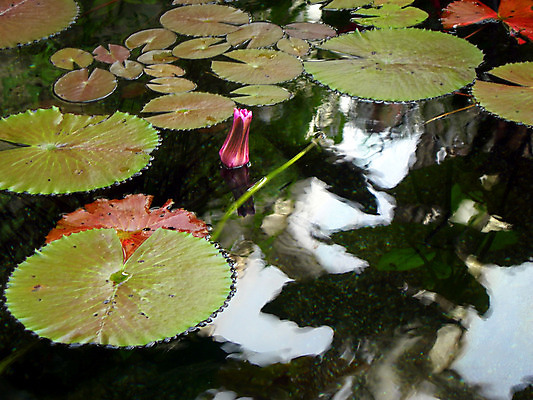 포토 JPG 해외이미지 식물 공원 꽃 아시아 잎 꽃무늬 자연 연꽃 동양인 풍경 사람없음 야외 물 여름 빛 태양 반사 정원 일본 젖음 연못 떨어짐 이슬 백합 명상 엽서 패드 이국적 혼자 해외202004 해외포토 자연요소 계절 공공시설 나라 컨셉 무늬 인종 편지 생태계 파일형식 이미지허브