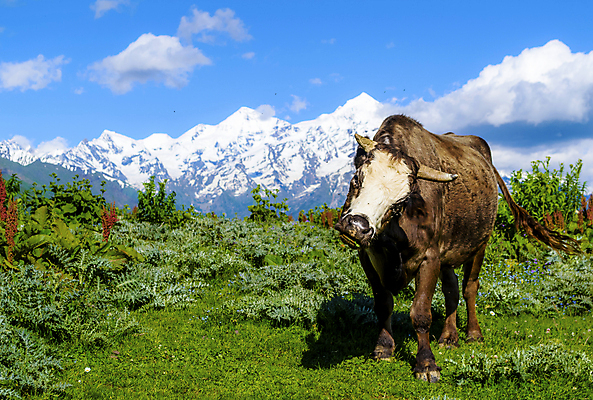 포토 JPG 해외이미지 동물 유럽 밭 농업 자연 하늘 휴가 산 풍경 사람없음 야외 초록색 여름 파란색 농장 환경 가축 봄 하이킹 우유 시골 소 오스트리아 군중 방목 땅 스위스 언덕 밭일 생태학 해외202004 해외포토 계절 교육 나라 산업 컬러 포유류 레저 유제품 사람 축산업 생태계 파일형식 이미지허브