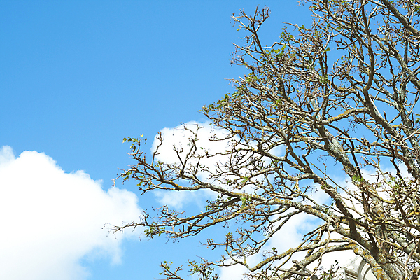 포토 JPG 해외이미지 나무 구름 공원 아프리카 자연 하늘 따뜻함 풍경 사람없음 야외 초록색 여름 파란색 컬러풀 환경 정원 맑음 봄 나뭇가지 큼 내추럴 카피스페이스 해외202004 해외포토 자연요소 식물 계절 공공시설 나라 컬러 날씨 공백 크기 생태계 파일형식 이미지허브