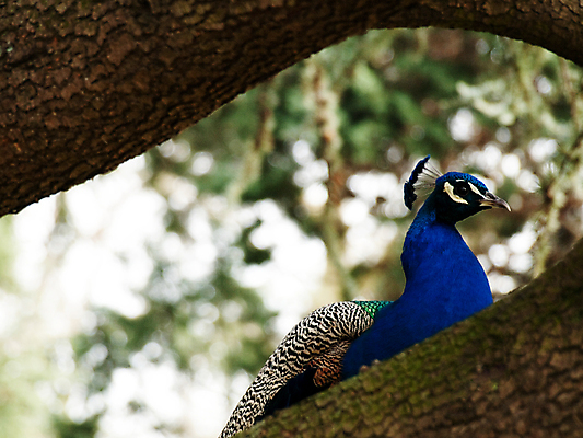 포토 JPG 해외이미지 나무 동물 남자 야생동물 자연 조류 서기 사람없음 파란색 컬러풀 공작 깃털 꼬리 부리 해외202004 해외포토 식물 컬러 모션 사람 생태계 파일형식 이미지허브