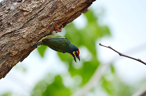 포토 JPG 해외이미지 나무 식물 동물 척추동물 아시아 날개 자연 조류 앉기 사람없음 야외 초록색 여름 컬러풀 봄 다양 숲 깃털 부리 진홍색 동물상 해외202004 해외포토 계절 나라 컬러 다수 모션 빨간색 조형물 생태계 파일형식 이미지허브