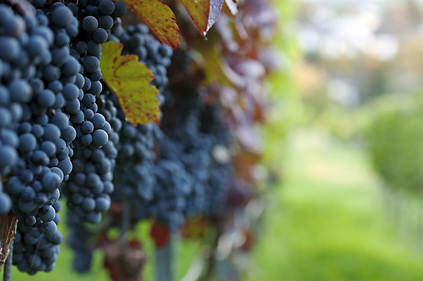 포토 JPG 해외이미지 음식 농업 과일 포도 건강 사람없음 빨간색 농작물 컬러풀 와인 보라색 수확 가을 신선 다발 먹기 유기농 포도밭 포도나무 헝가리 10월 메를로 숙성 양조장 해외202004 해외포토 웰빙 계절 산업 컬러 밭 모션 주류 날짜 과일나무 동유럽 파일형식 이미지허브