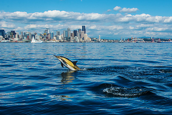 포토 JPG 해외이미지 구름 바다 교통시설 하늘 사람없음 야외 물 항구 보트 함선 포트 시애틀 워싱턴 해외202004 해외포토 자연요소 교통 배_교통 미국 시설 파일형식 이미지허브
