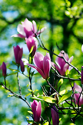 포토 JPG 해외이미지 나무 식물 계절 공원 꽃잎 꽃 길 선 분홍색 백그라운드 자연 하늘 부활절 사람없음 야외 파란색 머리 정원 보라색 봄 벚꽃 흰색 나뭇가지 신선 개화 4월 순수 오브젝트 원예 꽃가루 목련 내추럴 취급주의 해외202004 해외포토 공공시설 기념일 컬러 컨셉 경고 취미 신체부위 날짜 가루 생태계 파일형식 이미지허브