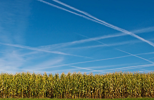 포토 JPG 해외이미지 식물 구름 계절 줄기 백그라운드 밭 농업 자연 하늘 날씨 옥수수 씨앗 풍경 사람없음 야외 여름 파란색 농작물 햇빛 태양 농장 노란색 환경 맑음 활발 수확 성장 시골 황금 낟알 땅 시리얼 장면 밀짚 숙성 호밀 세련 해외202004 해외포토 자연요소 산업 음식 컬러 컨셉 곡류 짚 생태계 파일형식 이미지허브