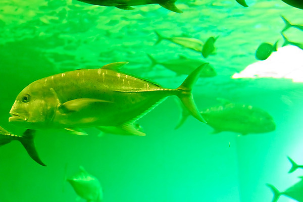 포토 JPG 해외이미지 동물 야생동물 바다 오렌지 자연 어류 사람없음 빨간색 물 파란색 컬러풀 노란색 수중 수영 줄무늬 광대 흰색 산호 작음 암초 수족관 아네모네 이국적 해외202004 해외포토 자연요소 꽃 컬러 무늬 과일 수중동물 수상스포츠 자포동물 크기 생태계 파일형식 이미지허브