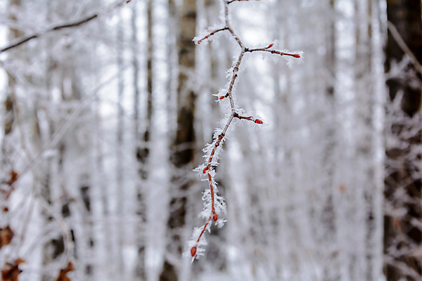 포토 JPG 해외이미지 나무 식물 구름 디자인 계절 공원 여행 백그라운드 잎 크리스마스 겨울 자연 하늘 표면 날씨 풍경 사람없음 야외 목재 빛 갈색 환경 냉동 얼음 검은색 추위 흰색 나뭇가지 숲 서리 장면 내추럴 떠남 해외202004 해외포토 자연요소 공공시설 기념일 컬러 재료 모션 생태계 파일형식 이미지허브