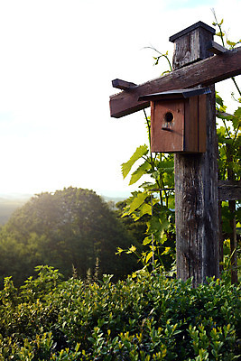 포토 JPG 해외이미지 나무 구름 라이프스타일 건축물 건축양식 창문 하늘 지붕 새로움 주택 안전 사람없음 야외 목재 세로 초록색 상자 한개 정원 성장 새장 개발 해외202004 해외포토 자연요소 식물 1 건축 컬러 컨셉 재료 건물 생활 케이지 파일형식 이미지허브