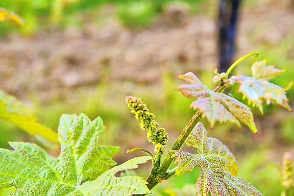 포토 JPG 해외이미지 구름 선 분홍색 여행 잎 밭 농업 하늘 포도 풍경 사람없음 야외 가로 초록색 파란색 햇빛 농장 새싹 일출 와인 계곡 황혼 봄 새벽 성장 시골 언덕 포도밭 포도나무 단절 밭일 양조장 웅장함 해외202004 해외포토 자연요소 식물 계절 산업 컬러 과일 주류 태양 노을 일몰 과일나무 파일형식 이미지허브