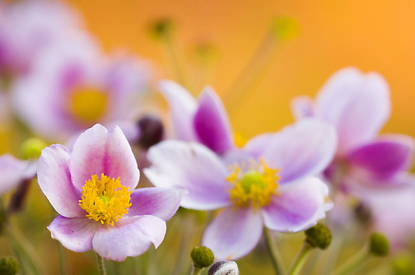 포토 JPG 해외이미지 꽃 분홍색 오렌지 사람없음 여름 노란색 봄 벚꽃 신선 해외202004 해외포토 식물 계절 컬러 과일 파일형식 이미지허브