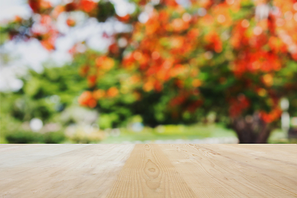 포토 JPG 해외이미지 나무 공원 백그라운드 자연 탁자 선반 사람없음 목재 초록색 여름 우주 정원 공백 벚꽃 정상 계산대 보케 지역 해외202004 해외포토 식물 계절 공공시설 꽃 컬러 가구 재료 생태계 파일형식 이미지허브