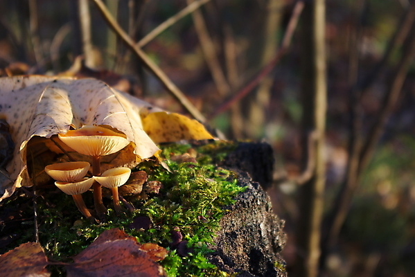 포토 JPG 해외이미지 음식 자연 건강 이끼 사람없음 갈색 버섯 가을 신선 숲 작음 먹기 유기농 날것 식용 채식주의자 캡모자 해외202004 해외포토 모자_잡화 웰빙 계절 컬러 모션 크기 생태계 채식 파일형식 이미지허브