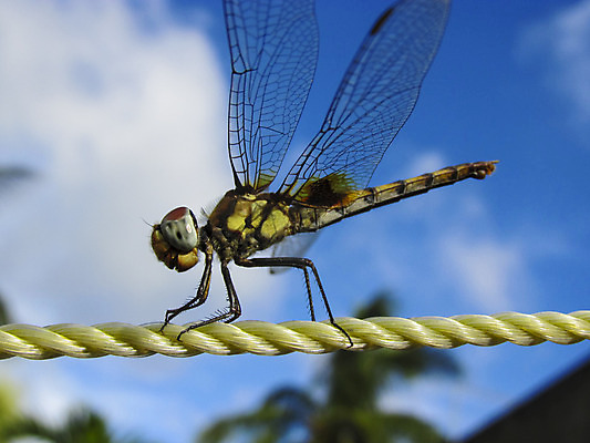 포토 JPG 해외이미지 사람없음 잠자리 선탠 해외202004 해외포토 곤충 파일형식 이미지허브