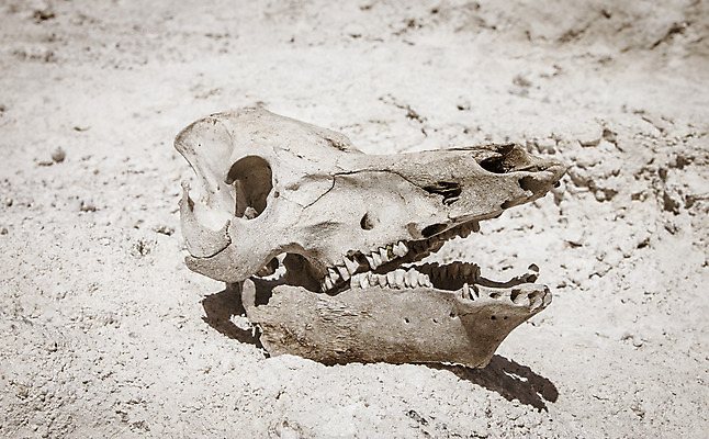 포토 JPG 해외이미지 동물 야생동물 섬 포유류 해부 자연 날씨 염소 뼈 건조 골격 사람없음 머리 회색 사막 흰색 죽음 양 거친 소 생물학 화산 가뭄 내추럴 지질학 해골모형 반추동물 해외202004 해외포토 교육 컬러 의학 산 신체부위 모형 생태계 파일형식이미지허브 