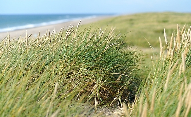 포토 JPG 해외이미지 모래 파도 바다 하늘 휴가 덴마크 사람없음 초록색 물 파란색 모래언덕 버리기 해외202004 해외포토 자연요소 컬러 모션 북유럽 언덕 파일형식 이미지허브
