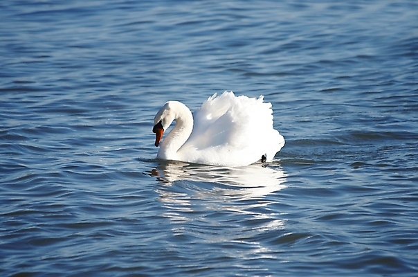 포토 JPG 해외이미지 동물 호수 야생동물 자연 조류 사람없음 야외 물 여름 강 반사 평화 흰색 연못 우아함 백조 내추럴 단아함 해외202004 해외포토 자연요소 계절 컬러 컨셉 생태계 파일형식 이미지허브