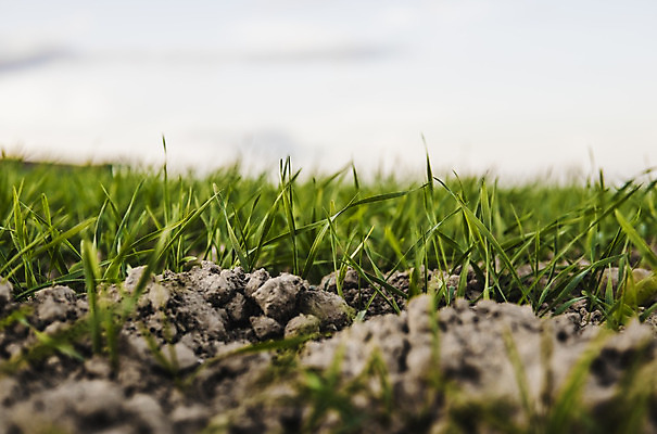 포토 JPG 해외이미지 식물 계절 음식 백그라운드 잎 밭 농업 자연 하늘 새로움 건강 씨앗 풍경 사람없음 초록색 여름 농작물 햇빛 농장 농경지 새싹 환경 흙 봄 성장 시골 신선 낟알 땅 시리얼 밀 유기농 보리 먼지 내추럴 모종 밭일 줄서기 호밀 세련 귀리 해외202004 해외포토 웰빙 산업 컬러 컨셉 모션 곡류 태양 생태계 파일형식 이미지허브
