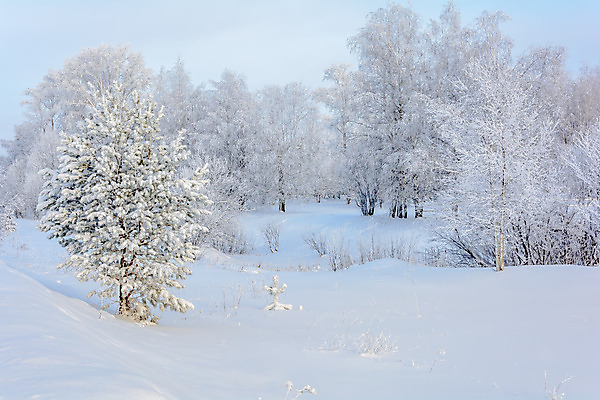 포토 JPG 해외이미지 나무 식물 구름 디자인 계절 공원 여행 백그라운드 크리스마스 겨울 밭 자연 하늘 날씨 산 풍경 사람없음 야외 목재 파란색 빛 햇빛 태양 갈색 환경 맑음 냉동 얼음 검은색 추위 흰색 나뭇가지 숲 언덕 서리 장면 상록수 침엽수 전나무 원뿔 내추럴 제설기 가문비나무 해외202004 해외포토 자연요소 도형 공공시설 기념일 컬러 농업 재료 생태계 제설 파일형식 이미지허브